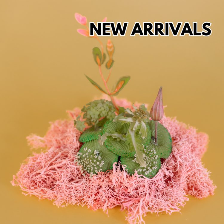 New Arrivals